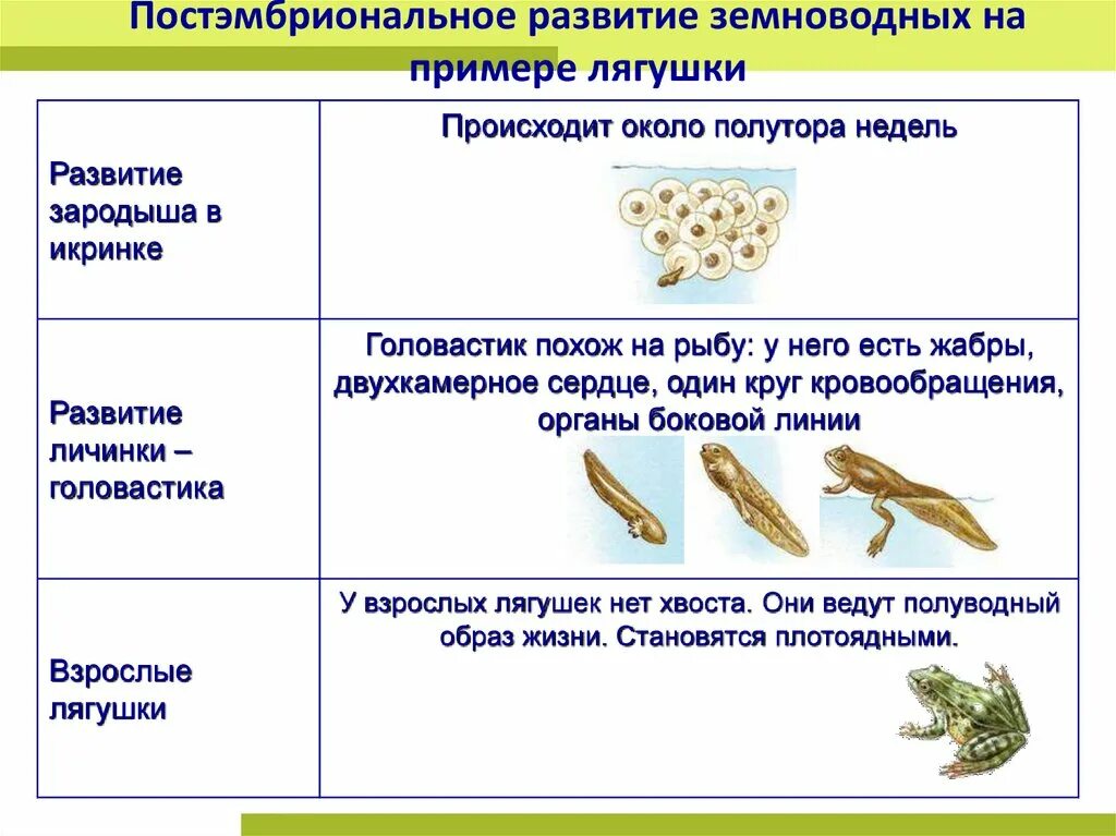 С чем связано развитие земноводных