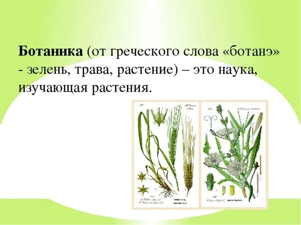 Значение в области какой ботанической. Ботаника слайд. Ботаника информация. Ботаника наука о растениях. Наука ботаника рисунок.