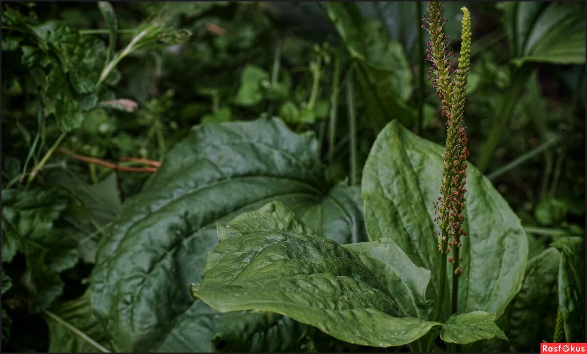 Подорожник растение. Подорожник Луговой. Подорожник Лесной. Подорожник большой (Plantago Major). Подорожники 7