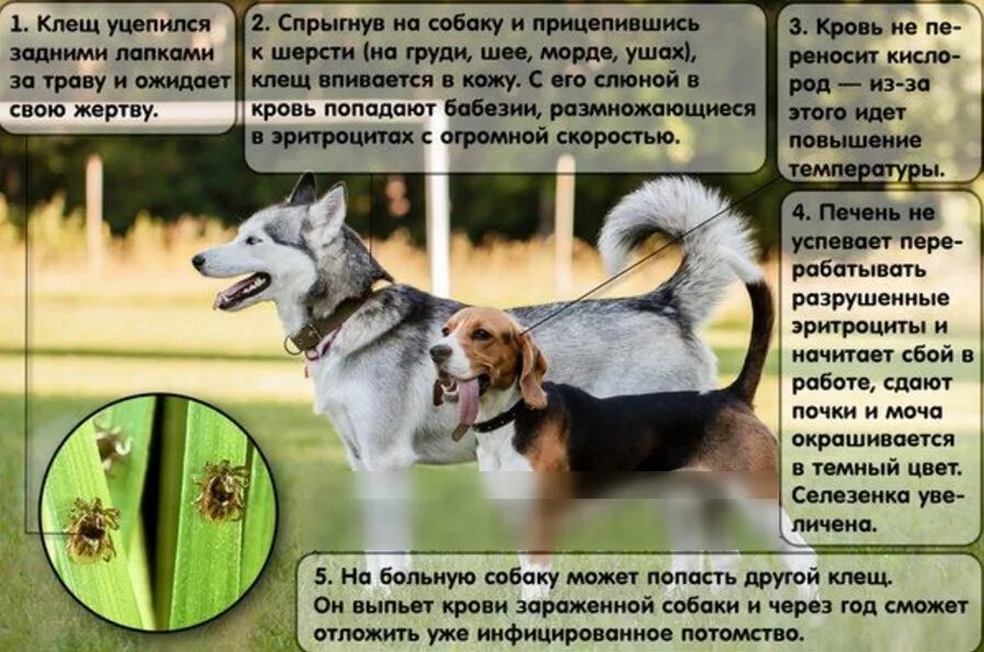 Что дать собаке от клещей. Как защитить собаку от клещей. обработайте собак от клещей. обработка животных от клещей. обработка питомца от клещей.