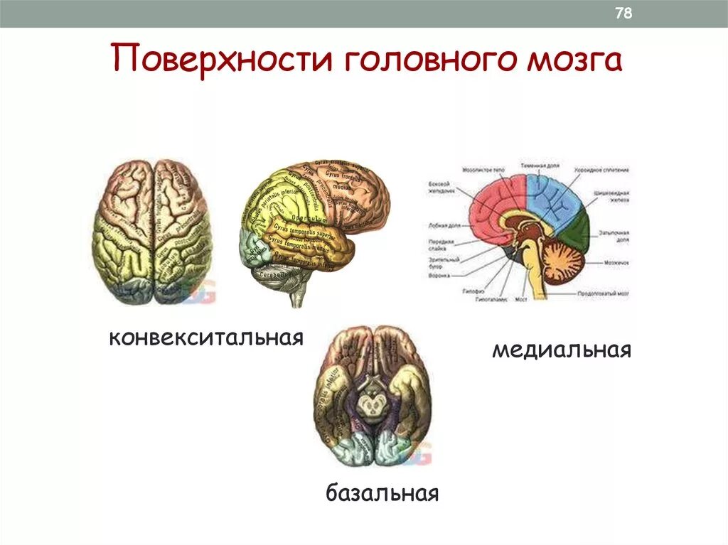 2 поверхности головного мозга. Конвекситальные отделы лобных долей мозга это. Медиальные и базальные отделы лобных долей мозга. Конвекситальная поверхность мозга это.