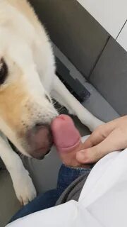 Dog Licked My Dick