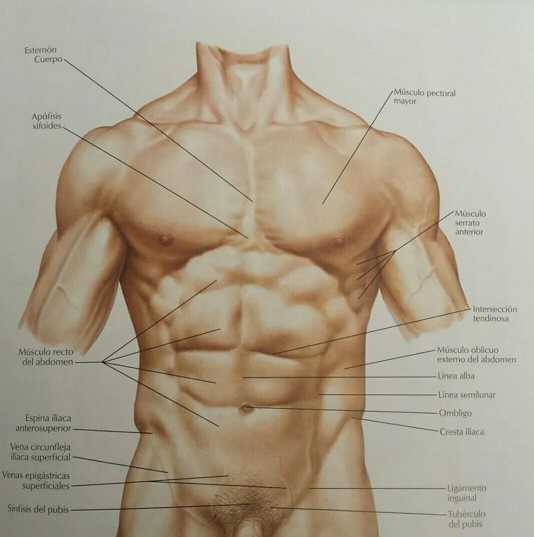 Строение мужского тела. Тело мужчины анатомия. Строение торса мужчины. Анатомияское строениемужчины. Мужская часть мужчины