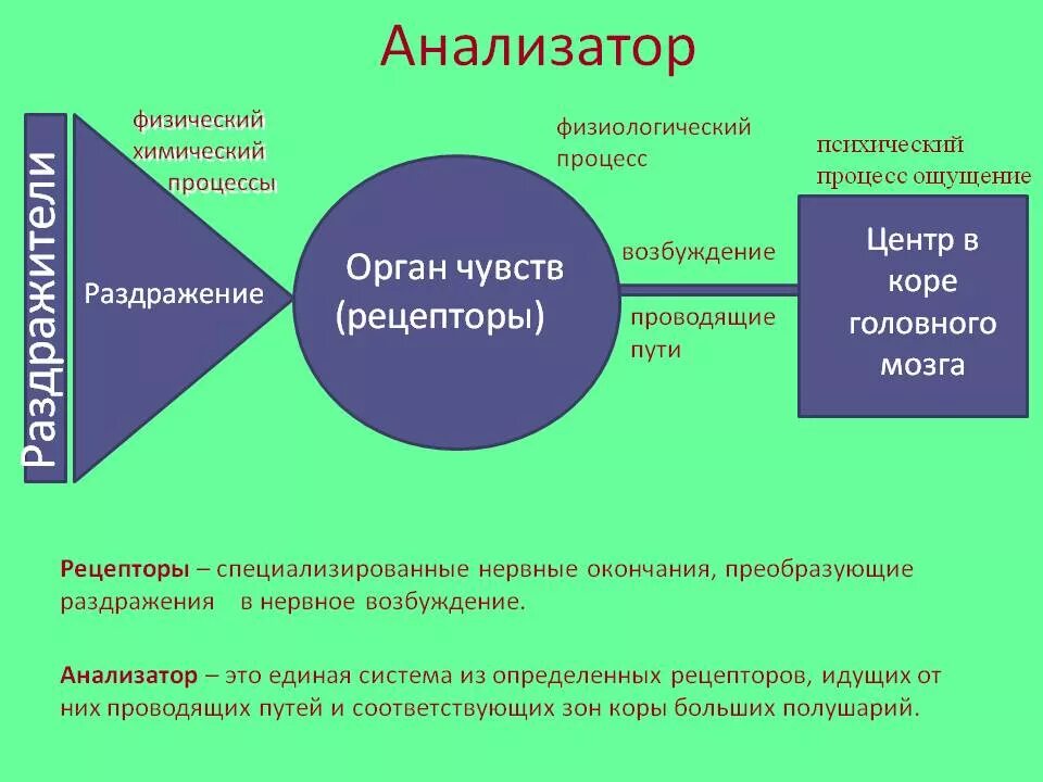 Ощущение строение анализатора. Схема работы анализатора. Раздражители анализаторов. Анализатор это в психологии.