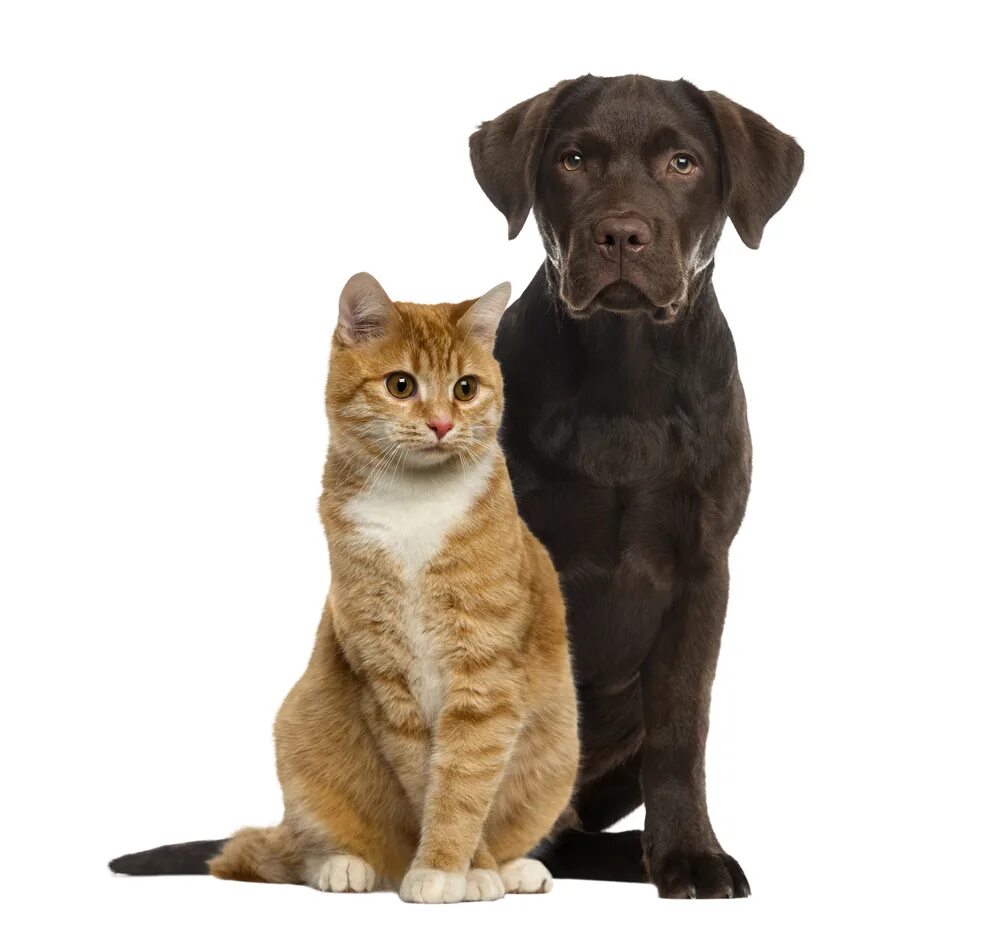 Пес сидит на коте