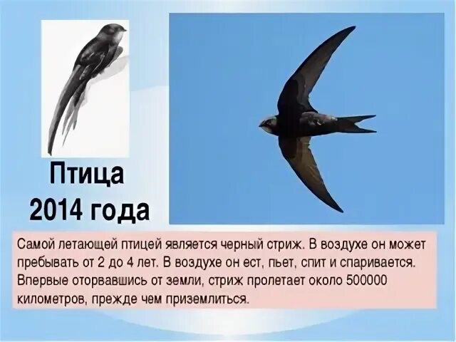 Стрижи сообщение 4 класс литературное чтение. Познавательные факты о стрижах. необычные факты о стрижах. характер стрижа. черный стриж сообщение.