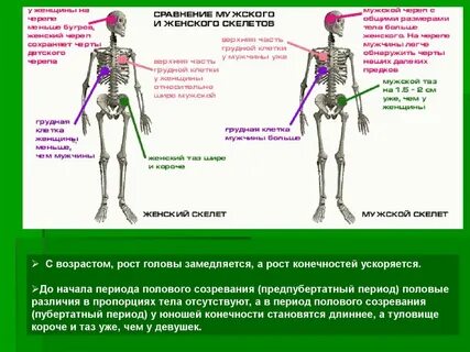 Различия женского и мужского скелета