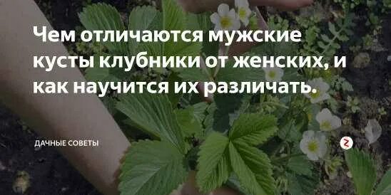 Мужские кусты клубники. Мужские и женские кусты клубники. Земляника мужские и женские кусты. Мужские и женские кусты клубники как отличить.