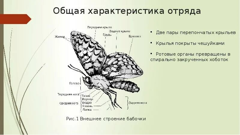 Чешуекрылые бабочки строение. Внешнее строение чешуекрылых. Чешуекрылые строение крыльев. Отряд чешуекрылые строение крыльев.