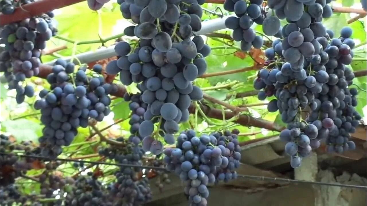 Сорт кубань. Сорта винограда на кубани. виноград кубань. кубанские сорта винограда. ранние сорта винограда на кубани.