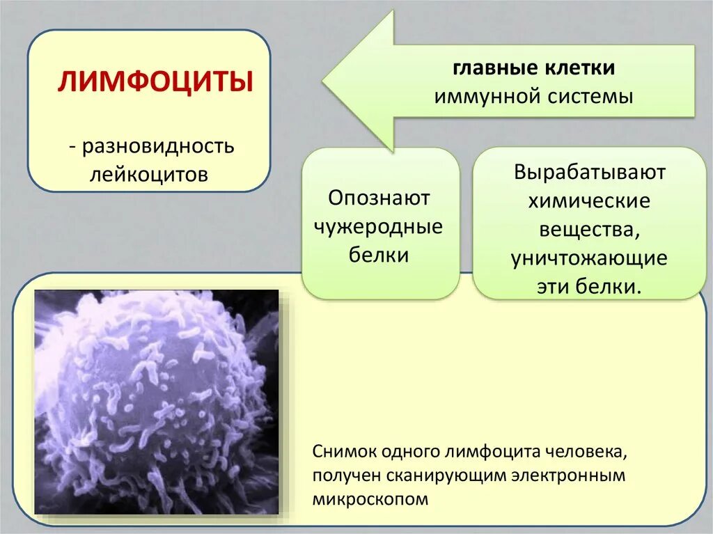 Вещества разрушающие клетку. Лимфоциты это разновидность лейкоцитов. Лимфоциты разновидность клеток. Т лимфоциты и лейкоциты. Выработка лимфоцитов.