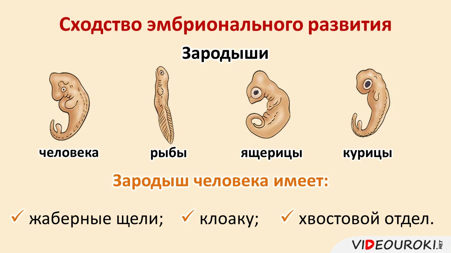 Стадия развития ящерицы. Сходство эмбрионального развития. Эмбриональное развитие человека. Сходство зародышей. Сходство стадий эмбрионального развития.