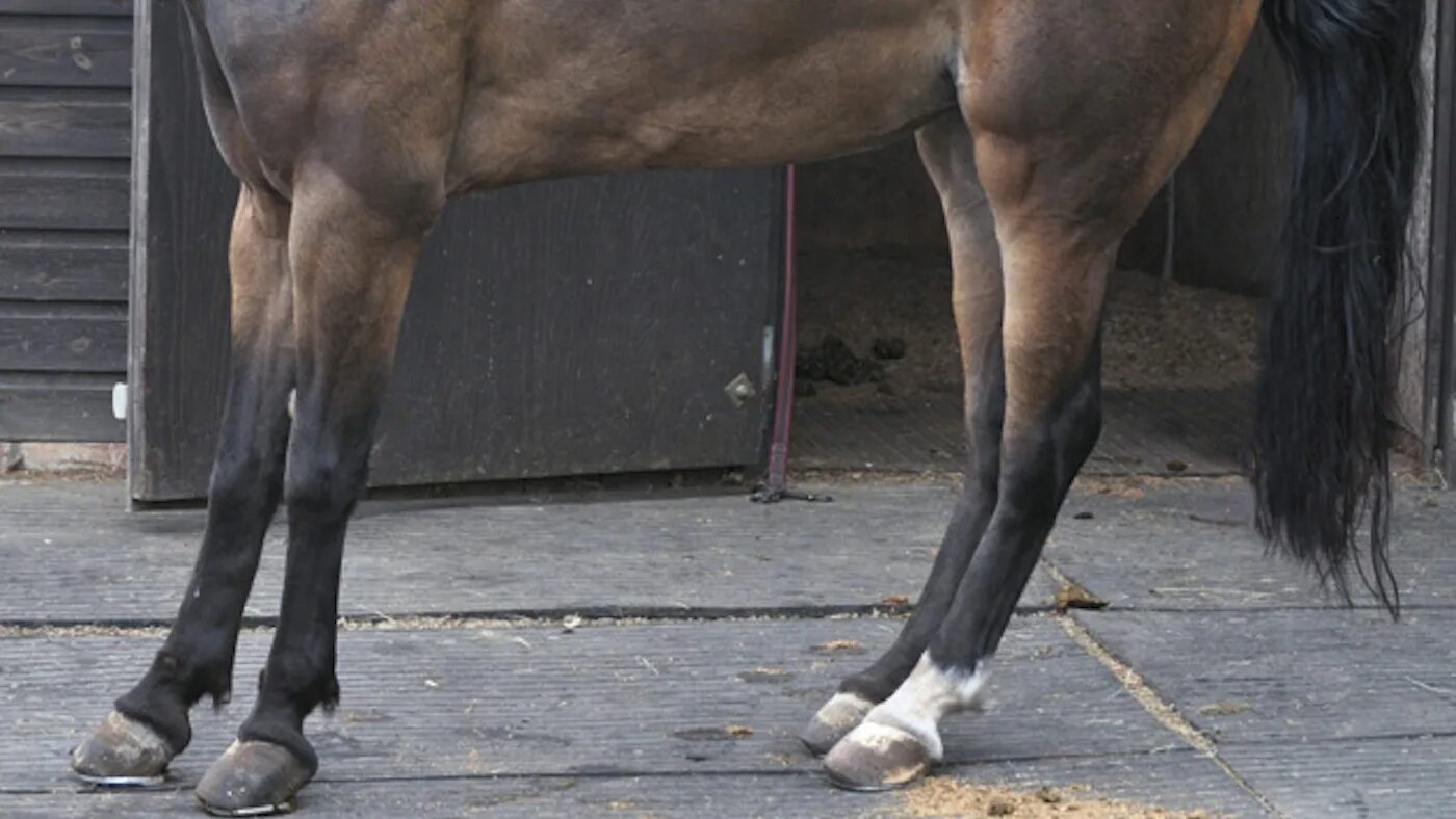 Ревматическое воспаление копыт ламинит. Ревматическое воспаление копыт у лошадей. Ламинит - ревматическое воспаление копыт лошадей.