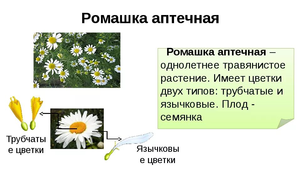 Текст описание растения ромашки в научном стиле