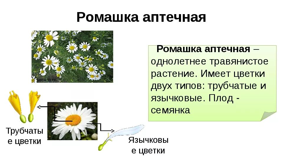 Описание ромашки 3 класс по русскому языку