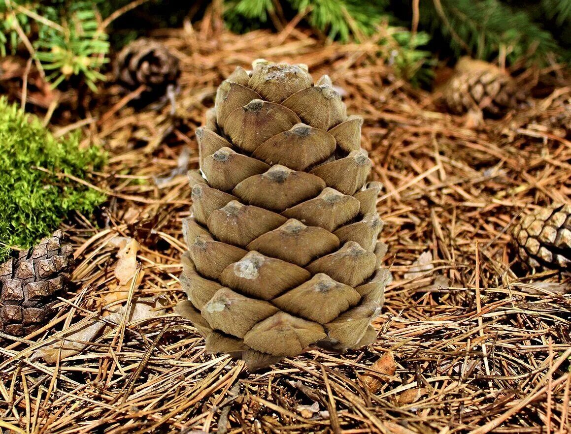 мешки с кедровыми шишками. мешок шишек. мешок с кедровой шишкой. свежесобранная кедровая шишка. геленджикская сосна шишки.