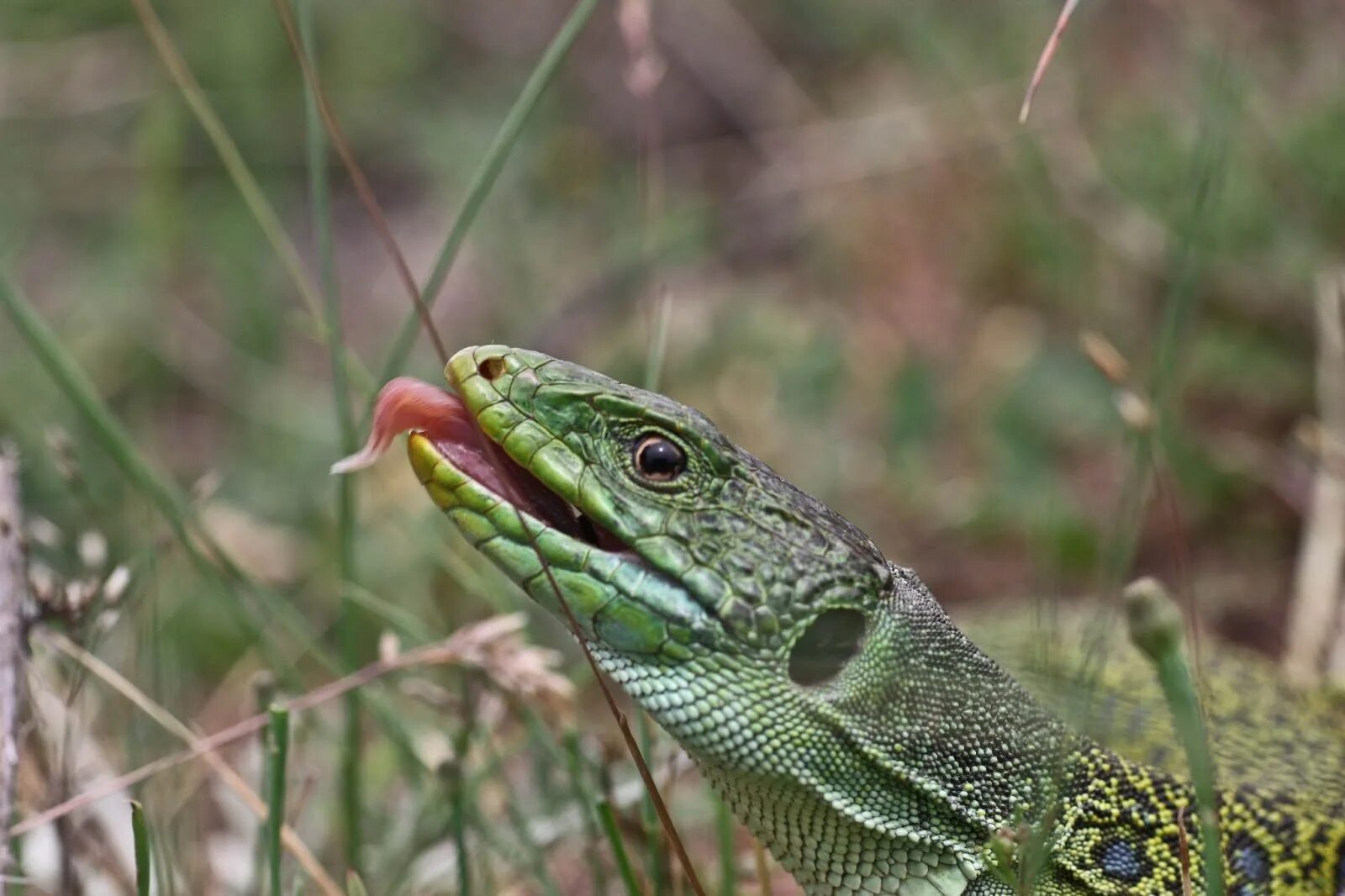 Ящерица Lagarto. Жемчужная ящерица. Луговая ящерица. Ящерица Жемчужинка.