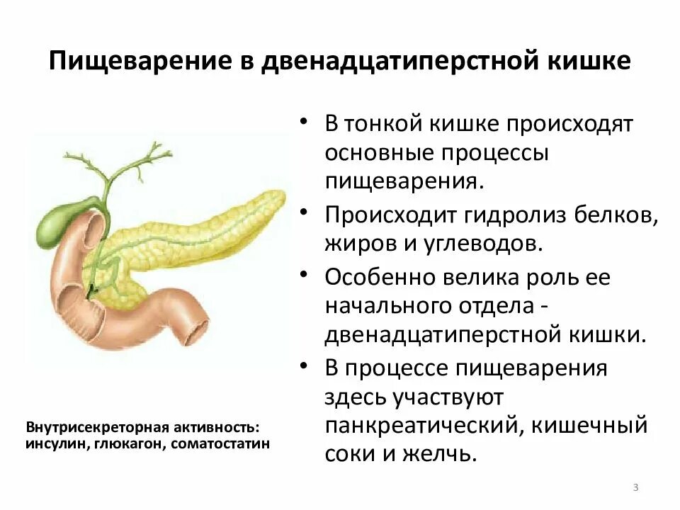 Опишите функции желчи в пищеварении