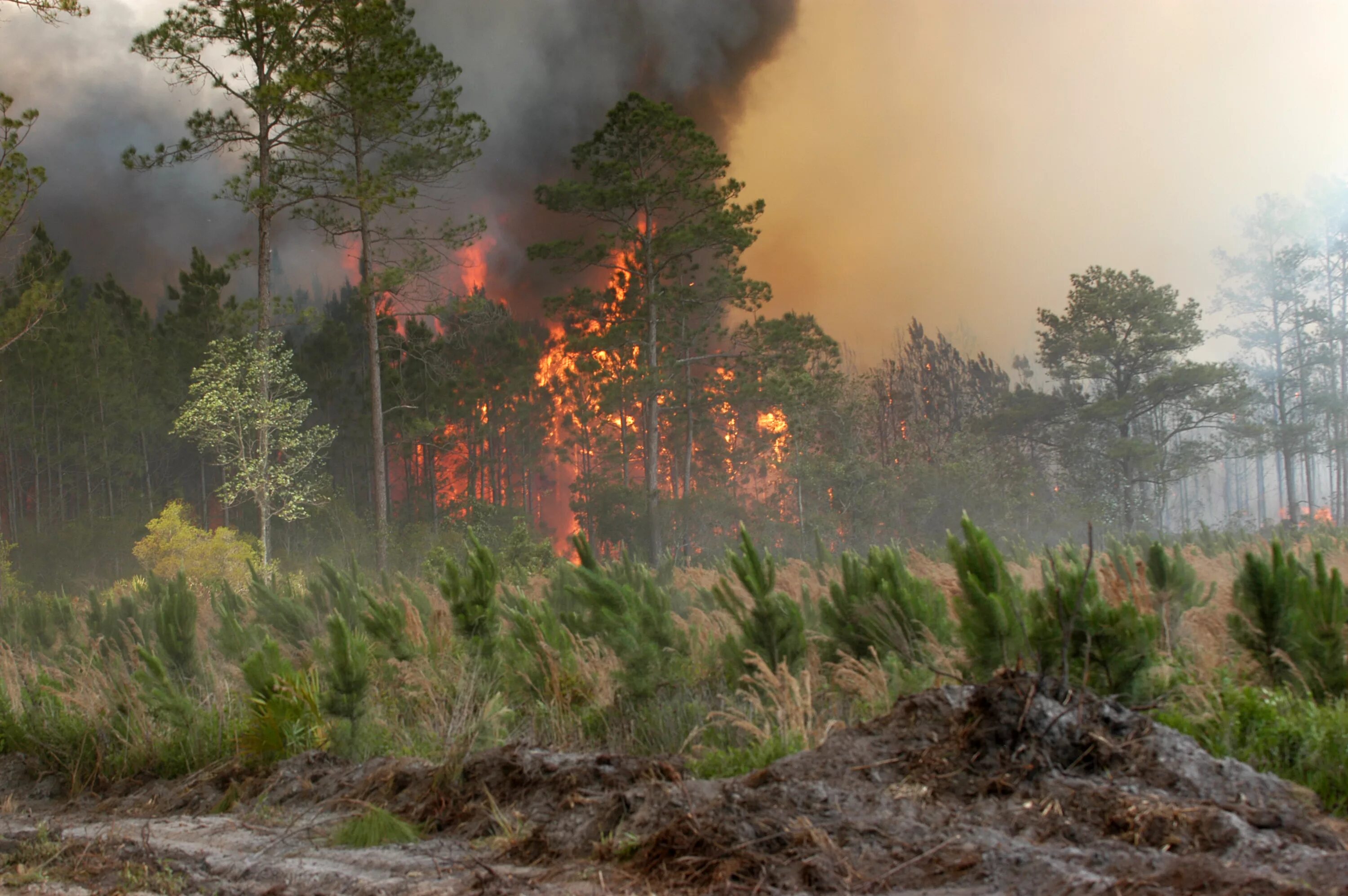 Лесные и торфяные пожары. Пожар леса. Пожар на природе. Лес в огне.