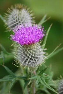 Scotland plants
