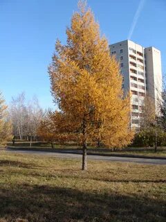Ломоносов коряжма