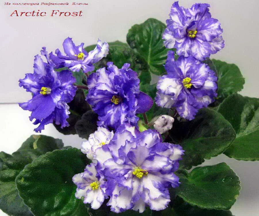 Фиалка фрост. Фиалка узамбарская arctic frost. Arctic frost (s. Сорт фиалки арктик фрост. Фиалка arctic frost.