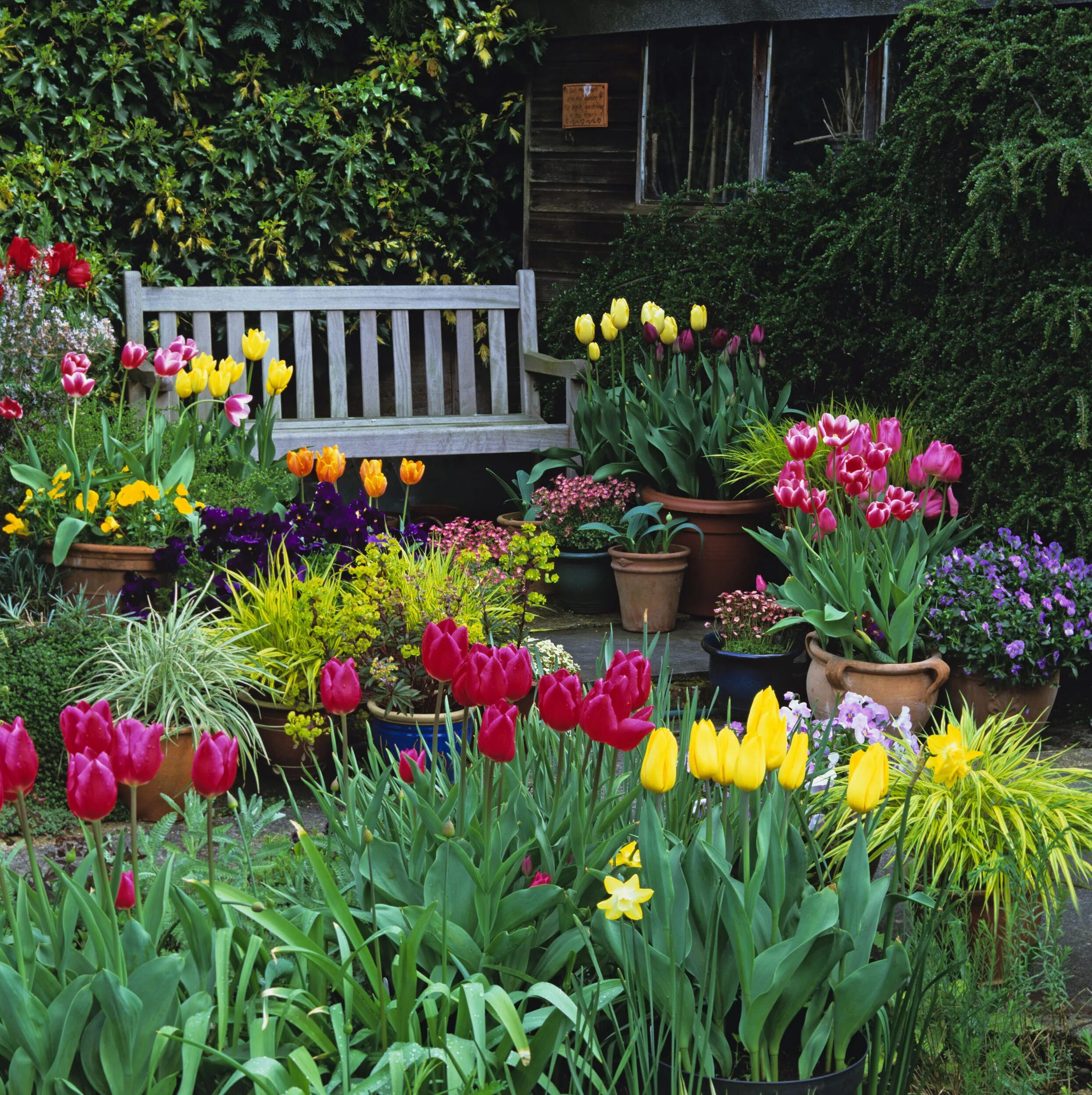 Клумба ранних цветов. Клумба с тюльпанами. Тюльпаны в саду ландшафтный. Дачный цветник. Дачные клумбы.