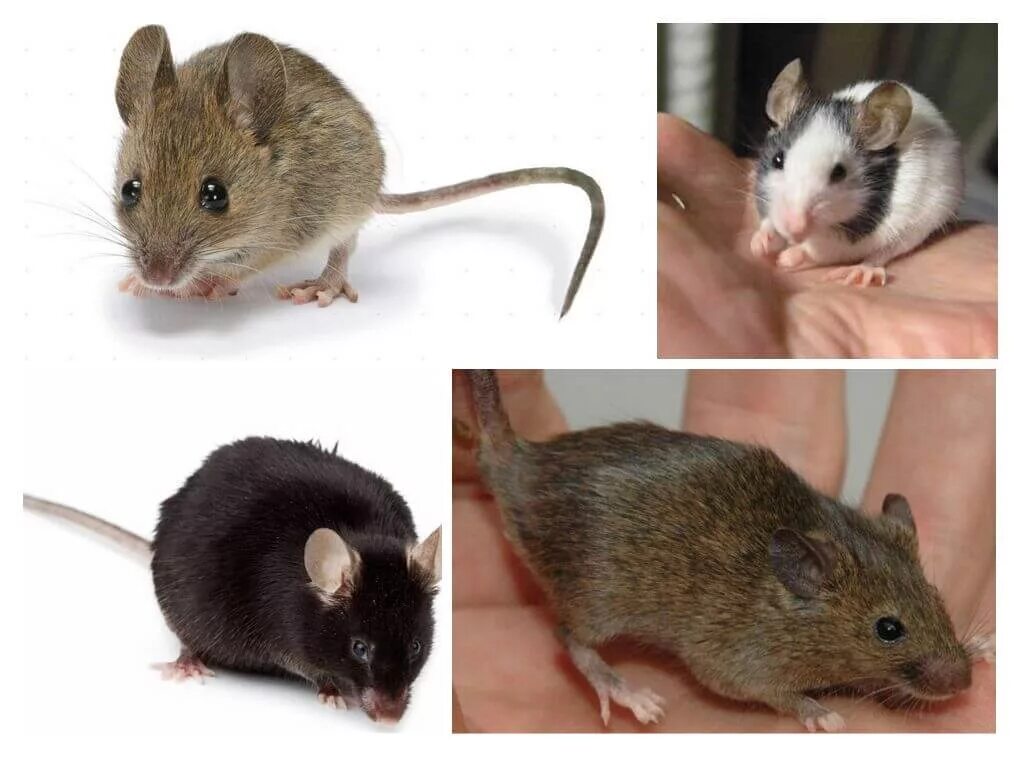 Каких грызунов называют. Мышь. Разновидности мышейхэ. Домовая мышь. Разновидности мышей.