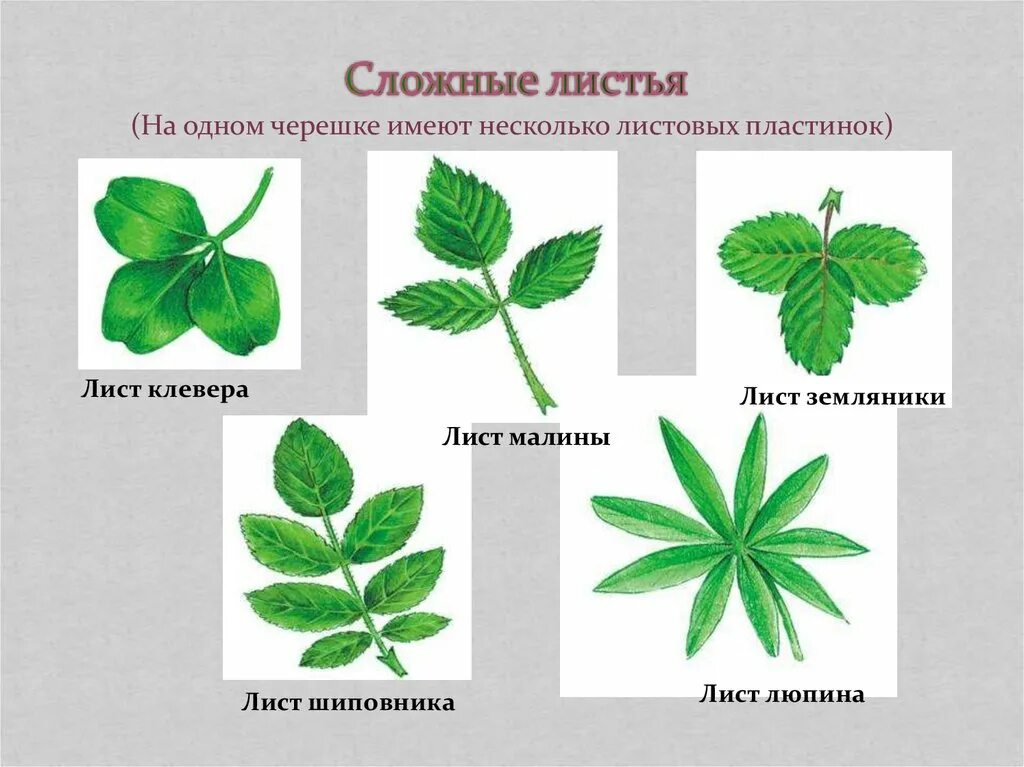 Лист или несколько листьев. Тройчатосложный черешковый лист. жилкование листьев у клевера. жилкование листовой пластинки малины. жилкование листа малины.