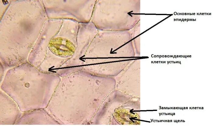 Хлоропласты в устьицах. Клетки эпидермиса листа традесканции. Клетки эпидермы листа традесканции. Строение эпидермы листа традесканции. Строение эпидермиса листа традесканции.