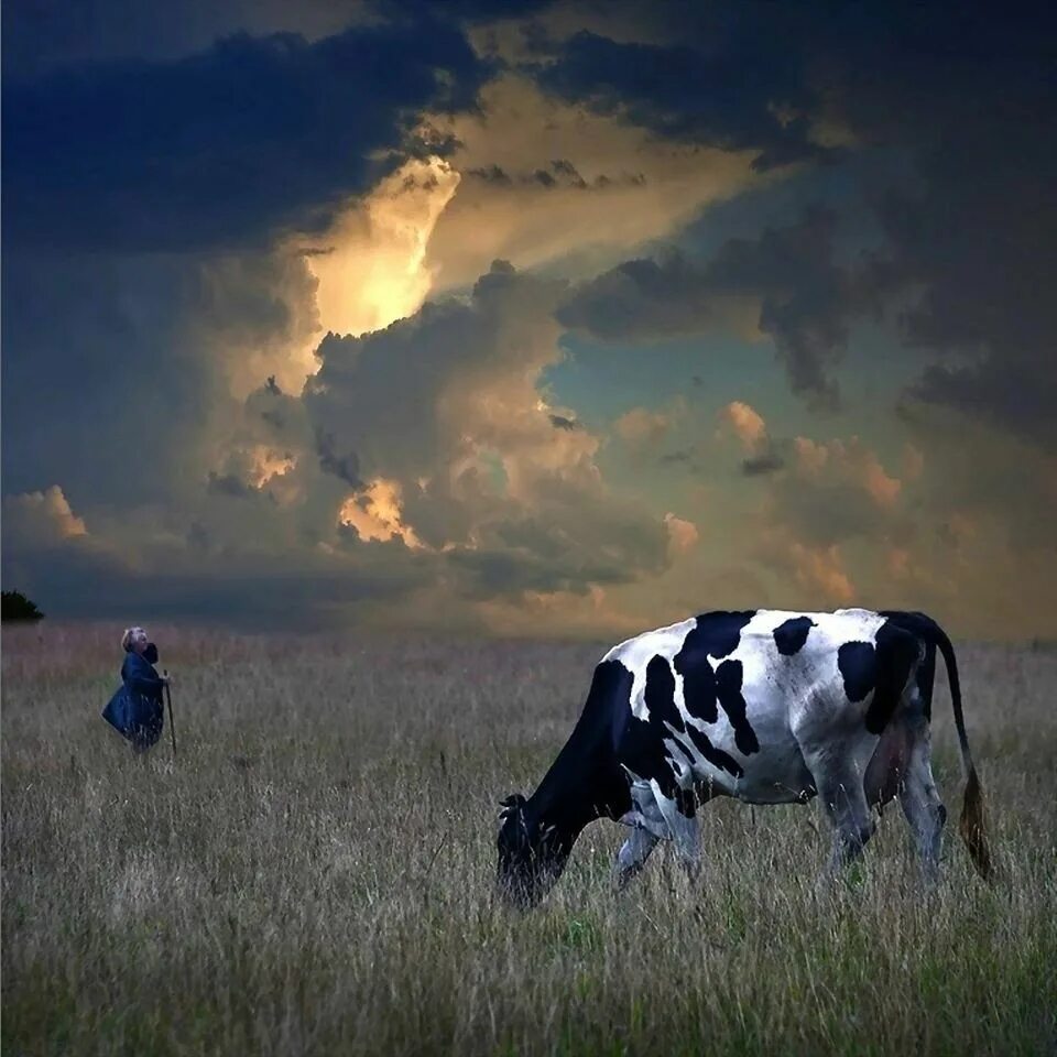 Коровы в далеке. Коровы в поле. Фотосессия с коровой. Поле тельца