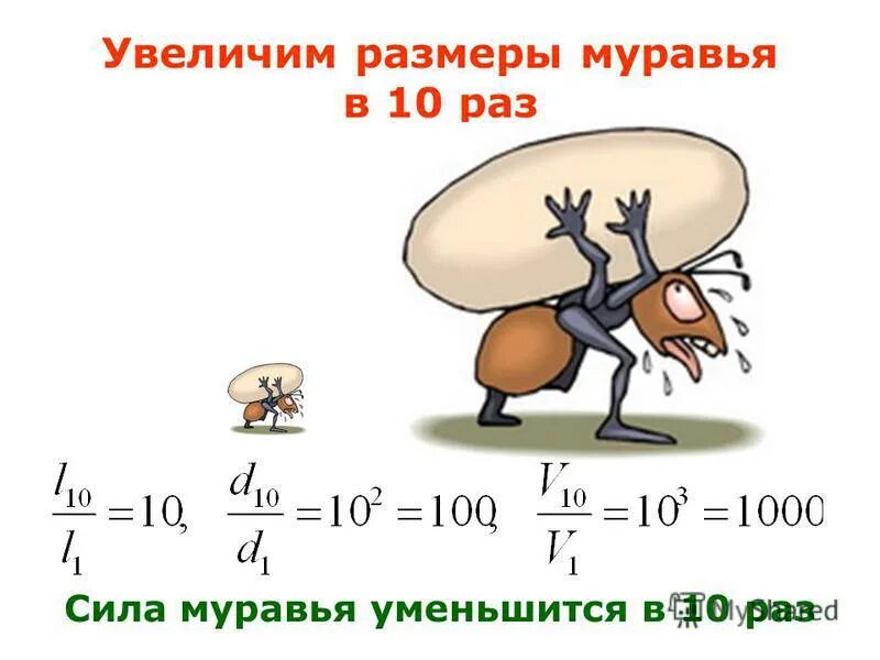 Вес муравья. Муравей может поднять вес. Сколько весит муравей. Сколько вес поднимает муравей. На сколько поднимет вес