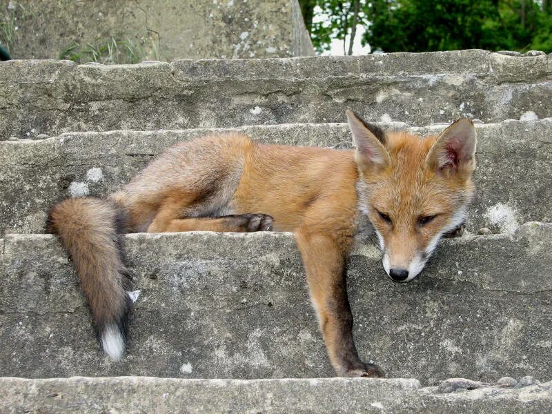 Лисена имя. Fox Cub Рыбинск. Nichka Fox. Yoga Fox Cub.