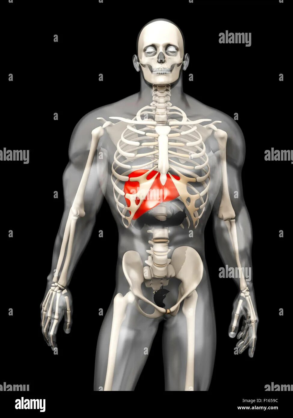 Скелет человека с внутренностями. Человеческий келет с оргонами.