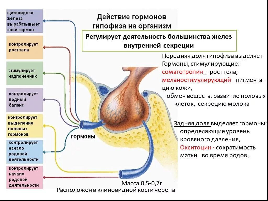 Какая функция гипофиза. Гормоны регулирующие функции гипофиза. Строение гормонов передней доли гипофиза. Гипофиз гормоны выделяемые железой. Деятельность половых желез регулирует гормон гипофиза.