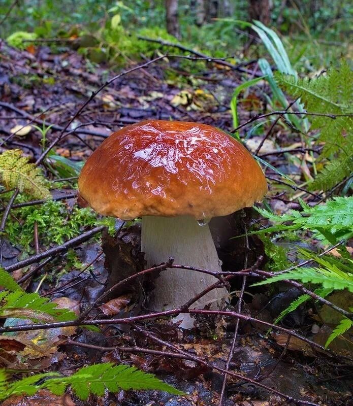 Дождя больше грибов. Грибной дождь. Грибы под дождем. Лес дождь грибы. Грибы в лесу после дождя.