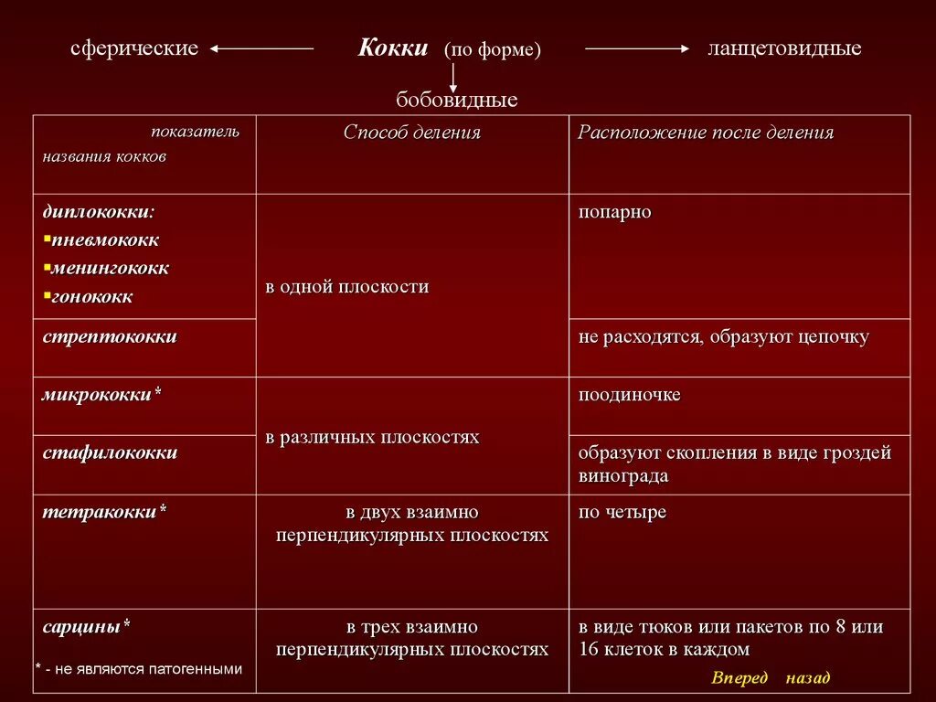 Таблица кокки. Классификация бактерий грамотрицательные и грамположительные. Палочка стрептококк и стафилококк. Таблица кокки. Таблица кокки.