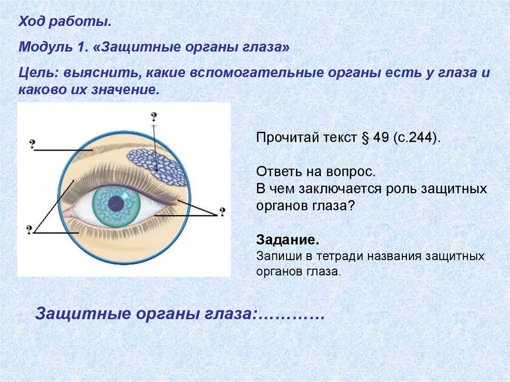 Значение правого глаза. Строение и работа органа зрения лабораторная работа. Изучение строения и работы органа зрения лабораторная работа 8 класс. Лабораторная работа изучение строения и работы органа зрения. Структура глаза биология 8 класс.