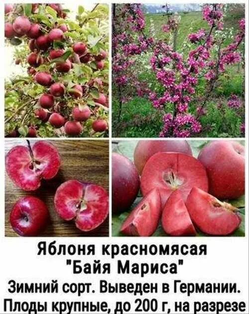 Саженцы яблони байя мариса купить в Москве по цене от 690 рублей
