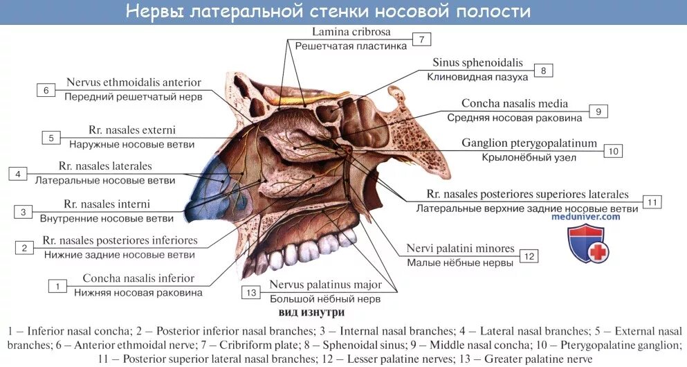 Внутренний носовой нерв. Иннервация полости носа анатомия. Иннервация полости носа схема. Иннервация клиновидной пазухи.