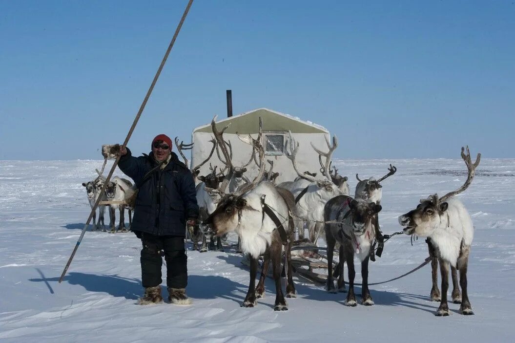 Долганы ненцы. Долган оленевод. Ненцы-оленеводы кочевье. Полуостров Таймыр оленеводство. Долганы основные занятия