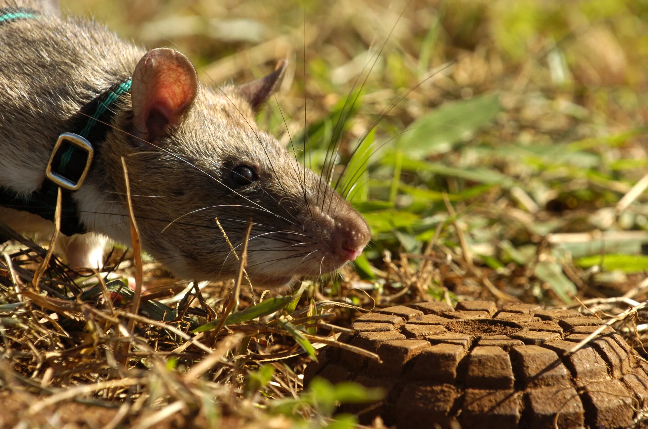 Cricetomys gambianus. Гамбийская сумчатая крыса. Туркестанская крыса. Африканская тростниковая крыса. Гамбийские хомяковые крысы.