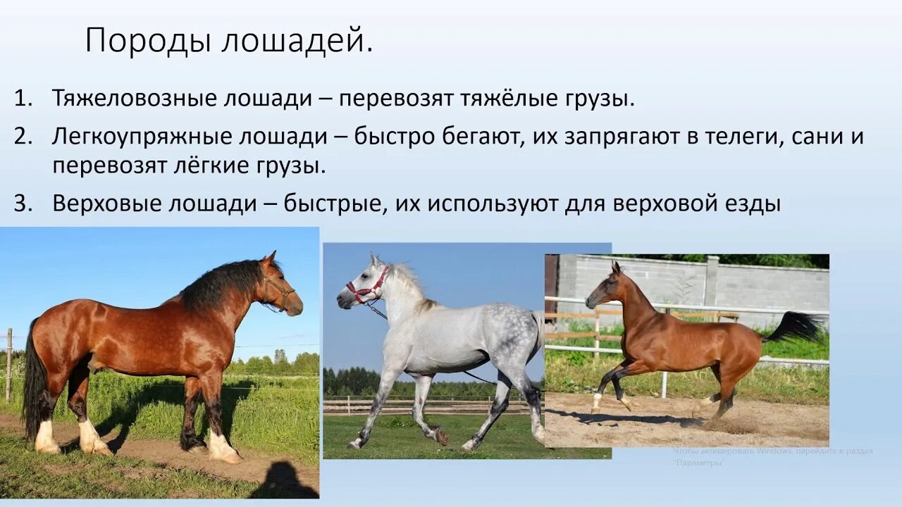 Сообщение о домашнем животном лошадь 3 класс. Отличительная особенность лошади. интересные факты о домашней лошади. сообщение о лошади домашней.
