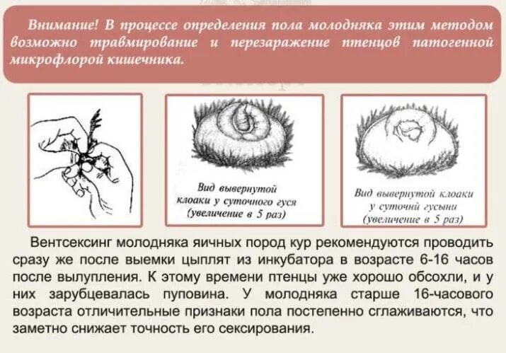 Как отличить суточных цыплят. Японский метод определения пола у цыплят по клоаке. Японский метод определения пола у цыплят. Как определить пол цыпленка. Как различить пол цыплят.