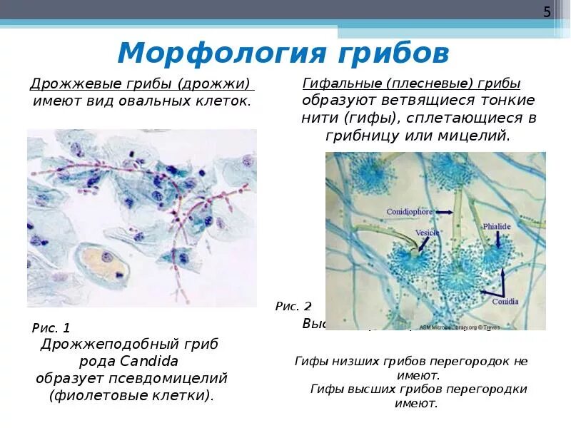 Мицелий грибов микробиология. Мицелий и псевдомицелий. Грибы кандида микроскопия. Candida псевдомицелий бластоспоры. Мицелий грибов у женщин