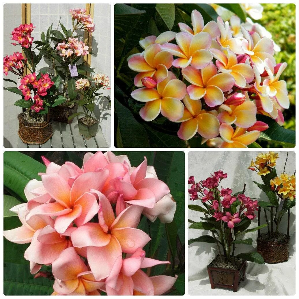 Домашний цветок плюмерия. Плюмерия вариегатная. Плумерия (плюмерия) комнатная. Домашний цветок плюмерия. Плюмерия комнатная.