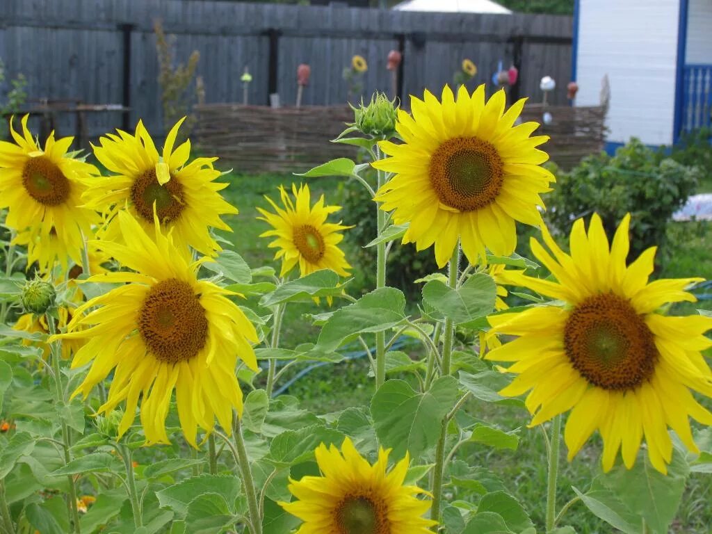 Подсолнух на даче. Подсолнечник декоративный бамбино. Декоративные подсолнухи на клумбе. Подсолнухи бамбино декоративные. Подсолнух на грядке.