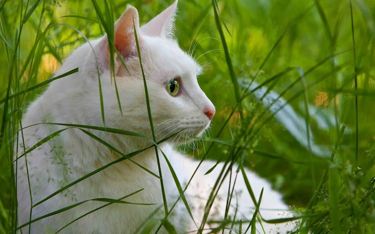 Белый кот мурзик. Белый кот. Кошка белая. Белая кошка с зелеными глазами. Белый котик.