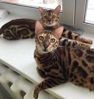 Бенгальско шотландская кошка