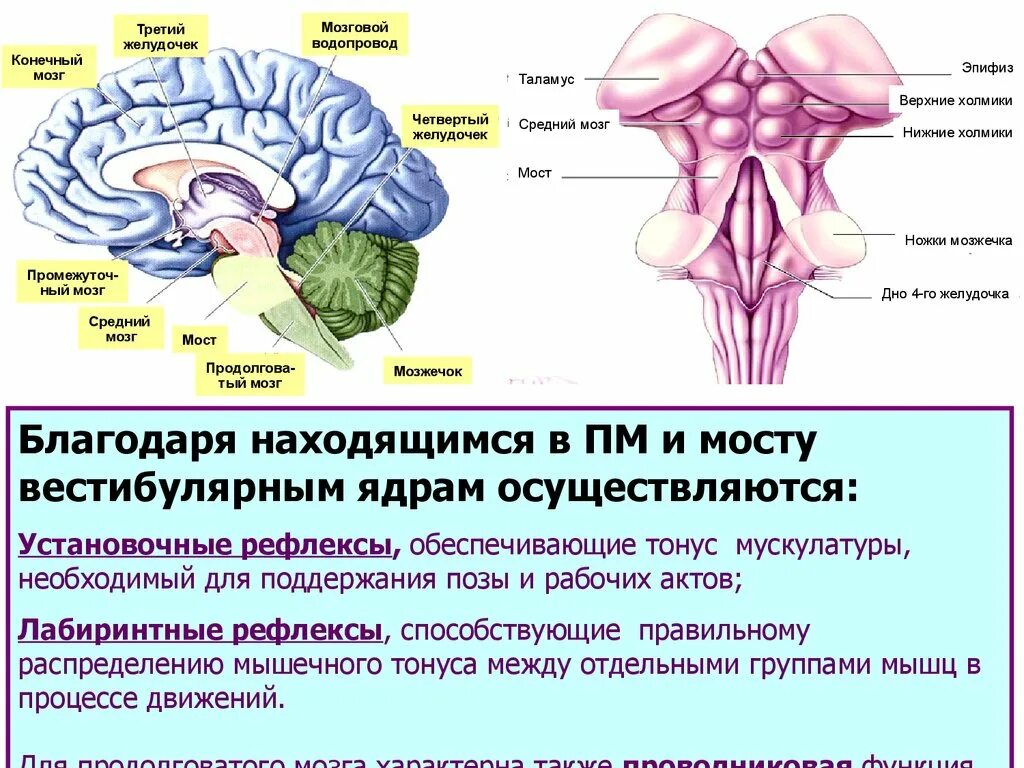 Средний мозг желудочек